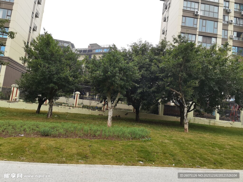 小区内绿树成荫的草坪