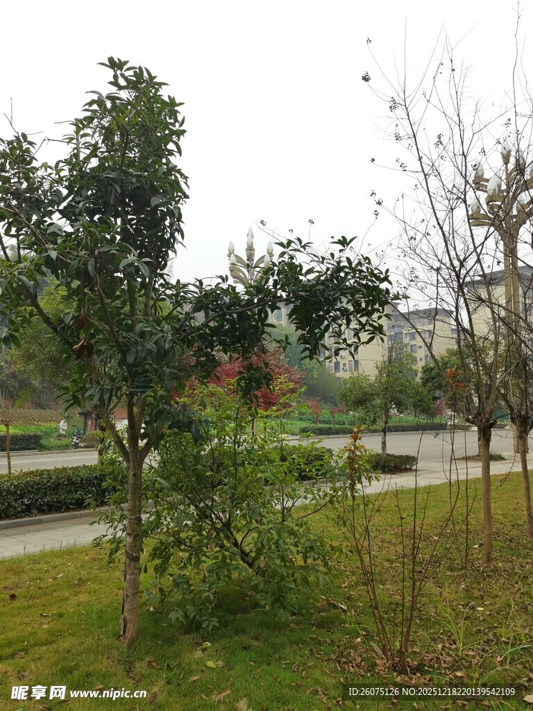 户外绿树草地景观