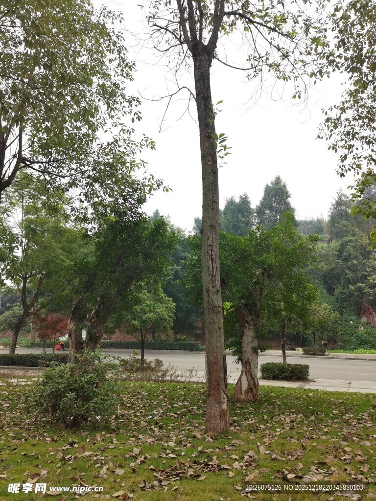 秋日公园静谧树林景象