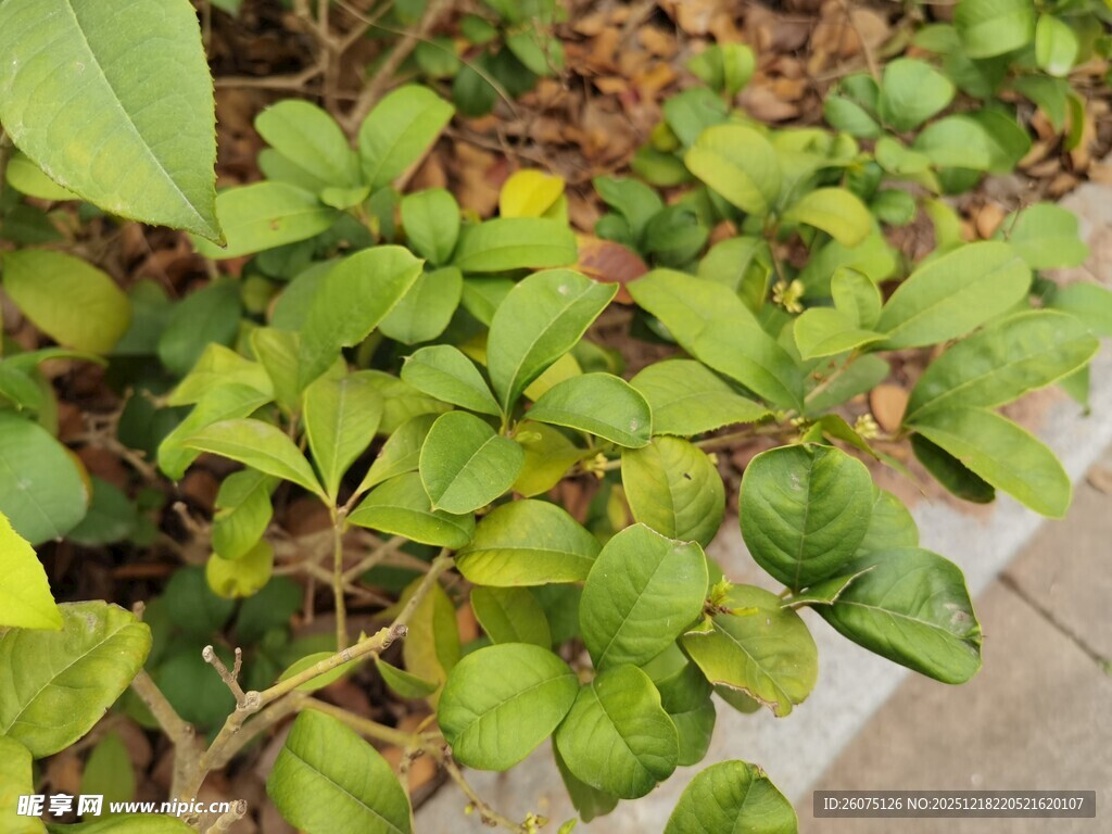 绿叶植物近景特写