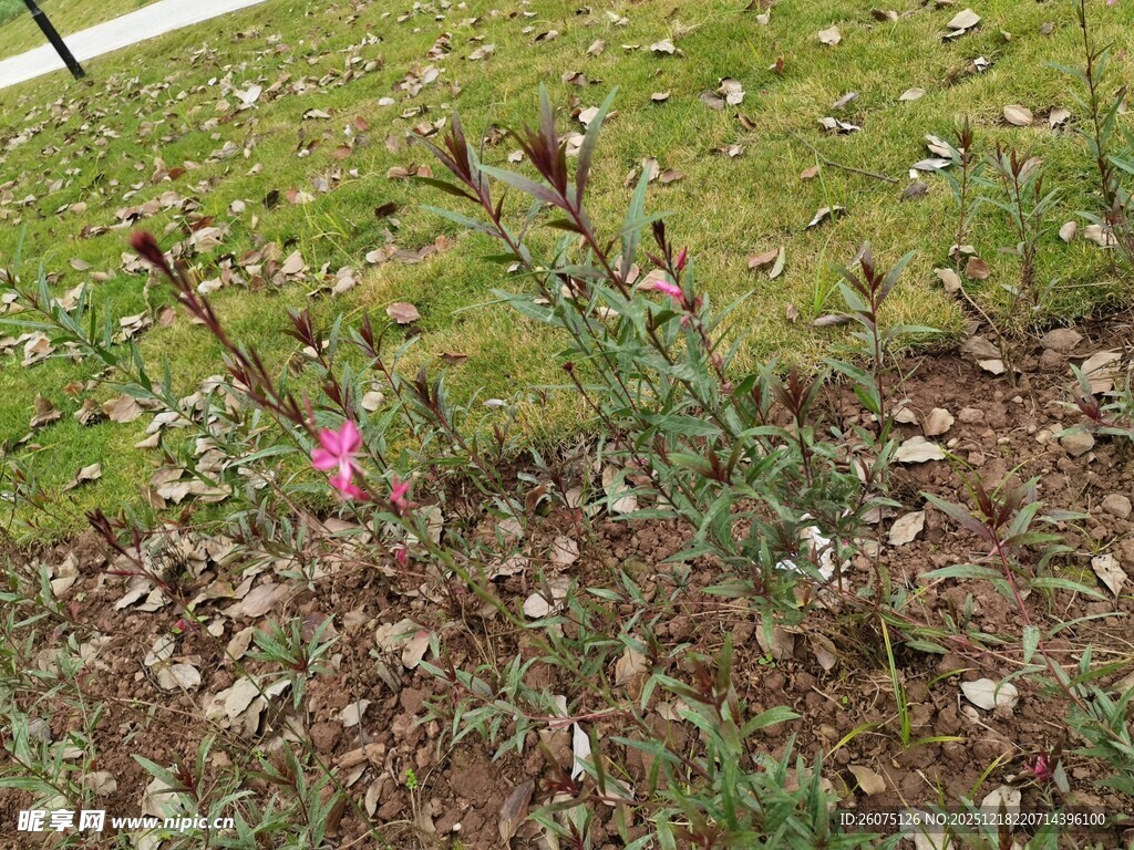 地面上的绿植与粉色物件