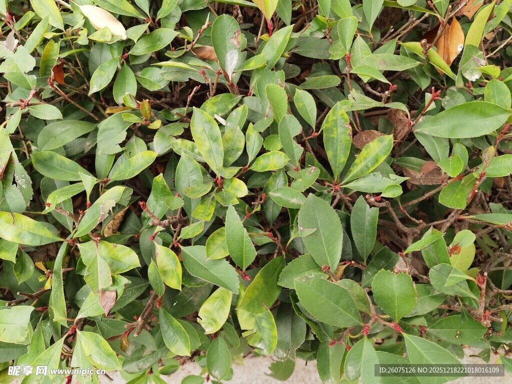 翠绿繁茂的地面绿植