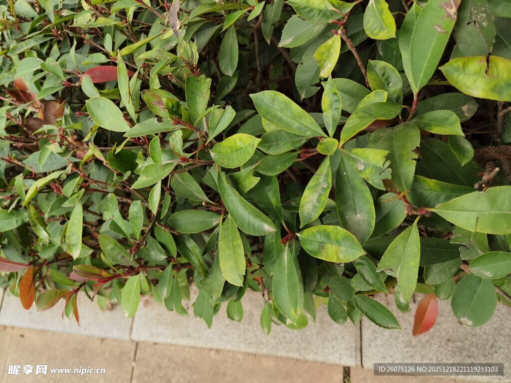 绿叶繁茂的墙边植物