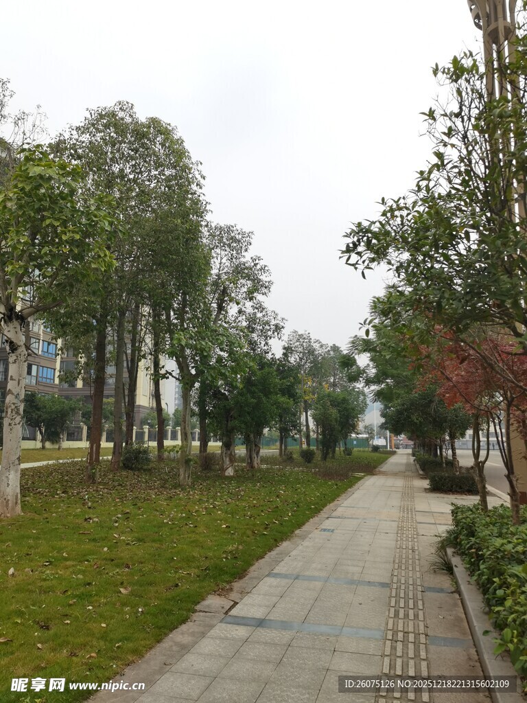 城市林荫小道风景