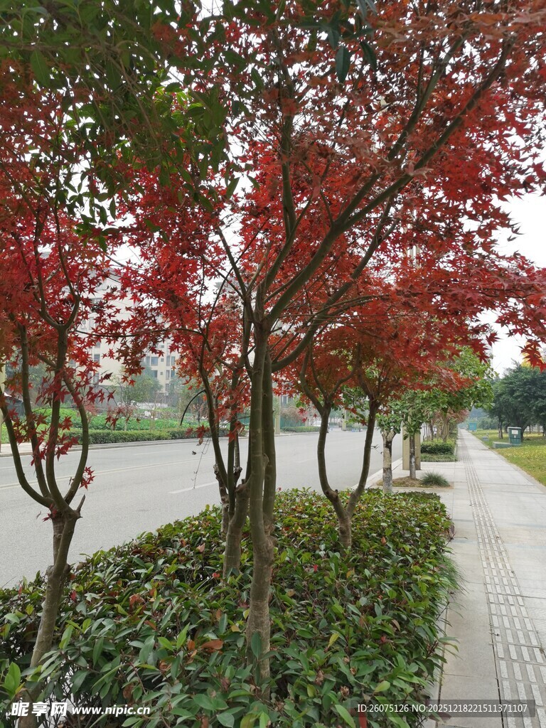 秋日红枫小道美景