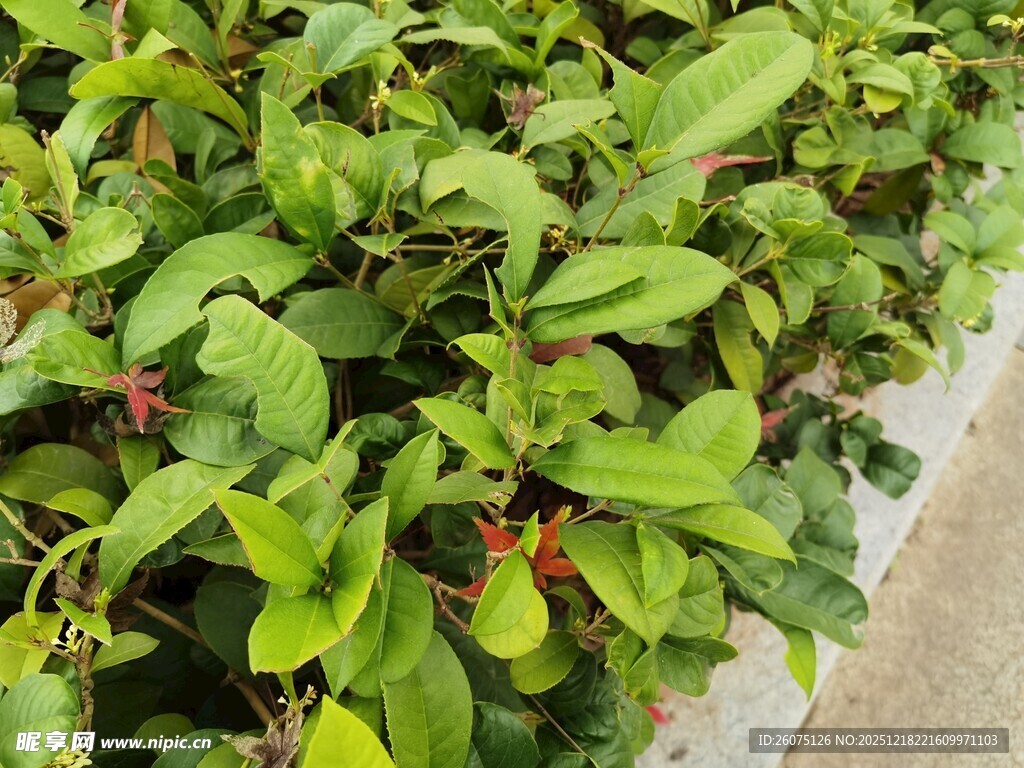 绿叶繁茂的植物景观