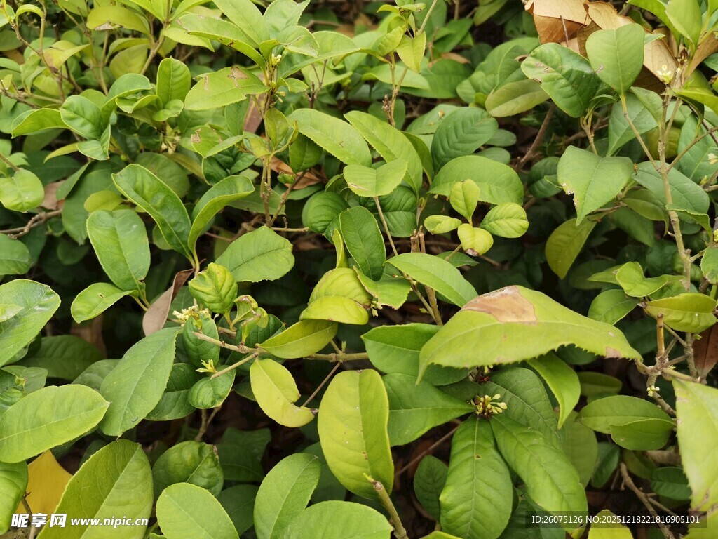 翠绿繁茂的植物叶片