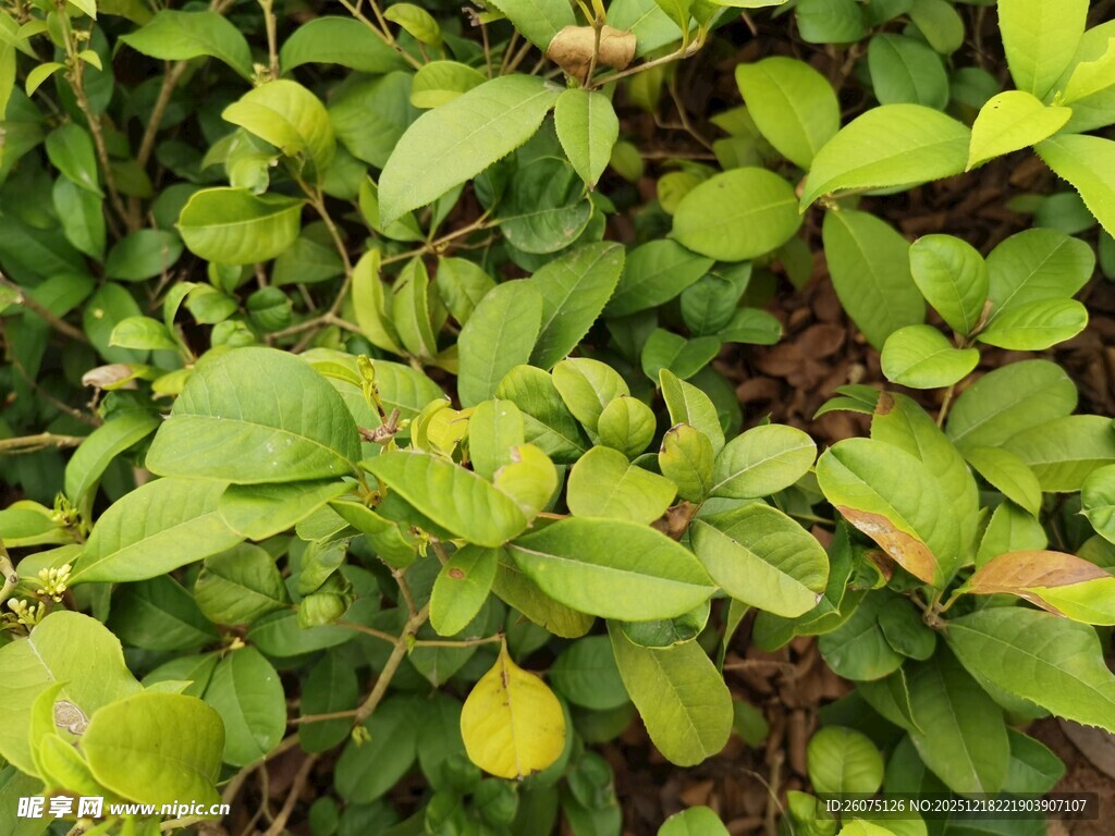 翠绿繁茂的植物叶片