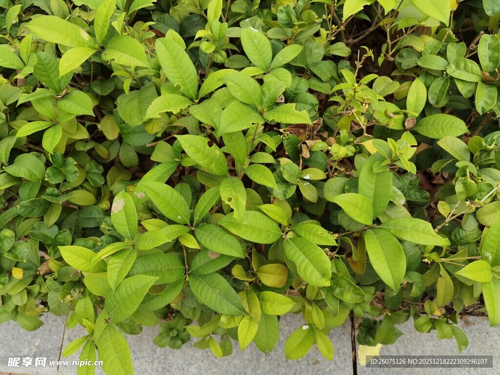 翠绿繁茂的绿植景观