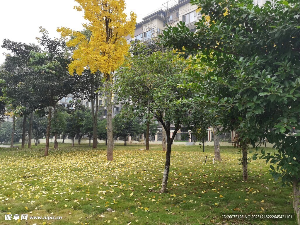 秋日公园落叶树木景致