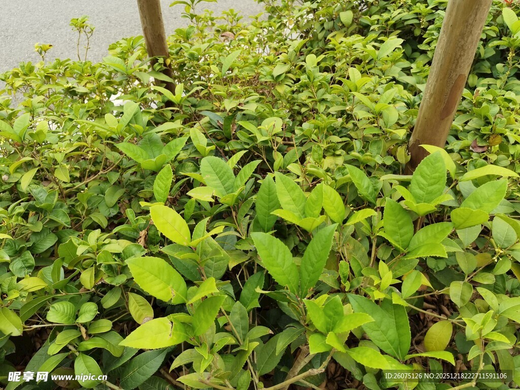 翠绿繁茂的绿植景观