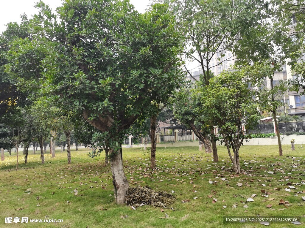 绿意盎然的公园树林景观