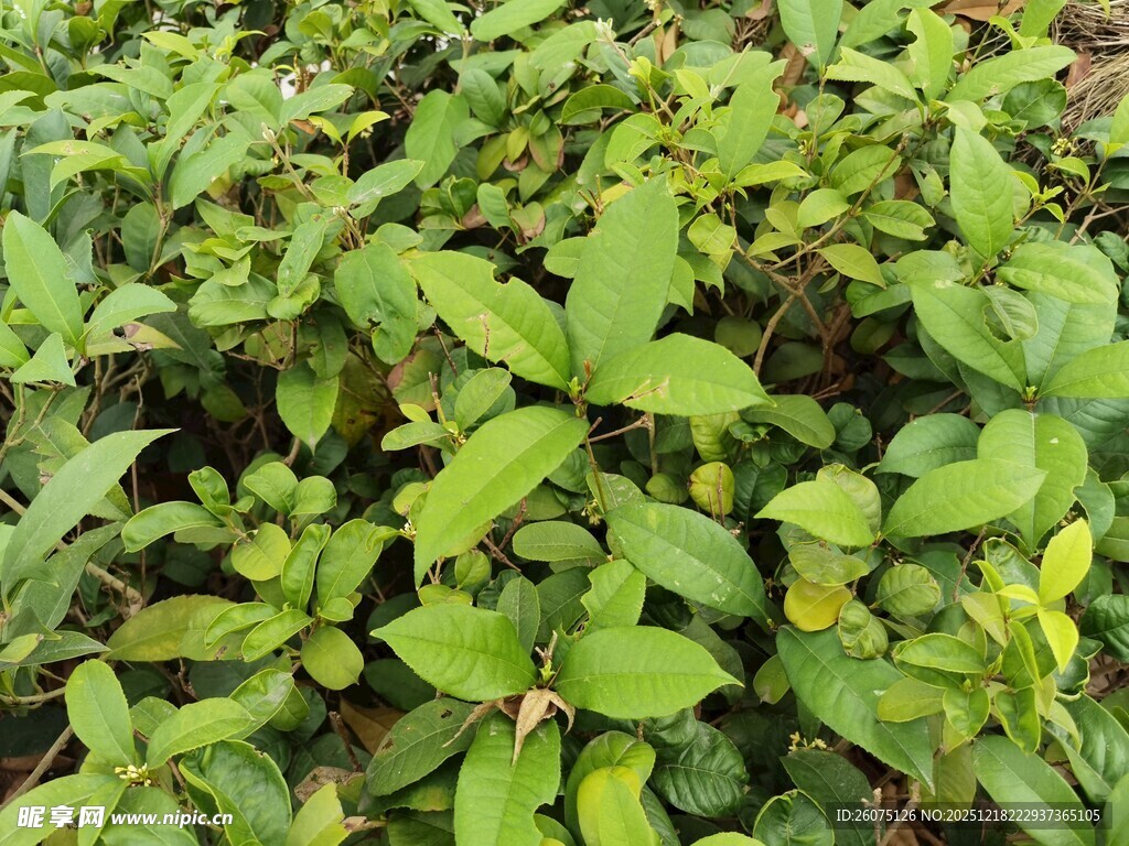 绿叶繁茂的植物景观