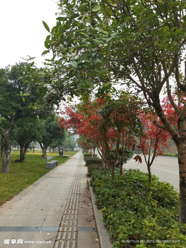 城市林荫小道的美丽景致