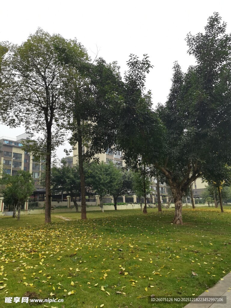 公园草地树木景致