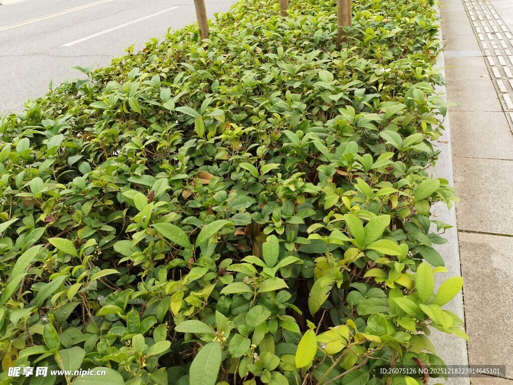 路边翠绿繁茂的绿植景观