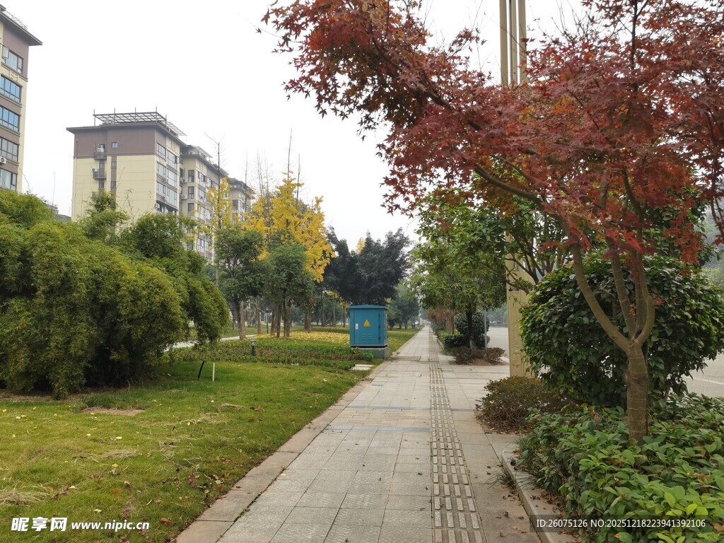 秋日静谧的林间小道