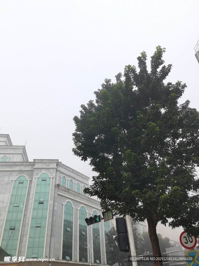 城市中高大树木与建筑景观