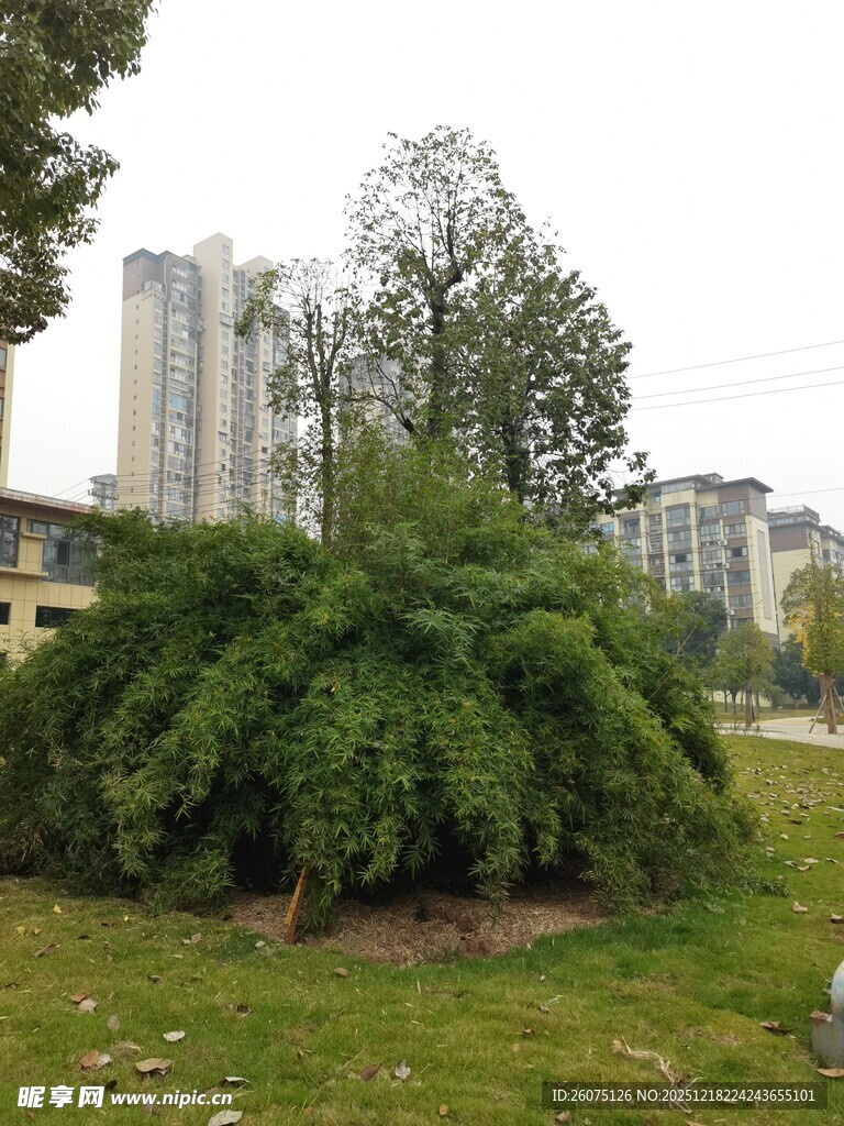 城市绿地中的繁茂绿植