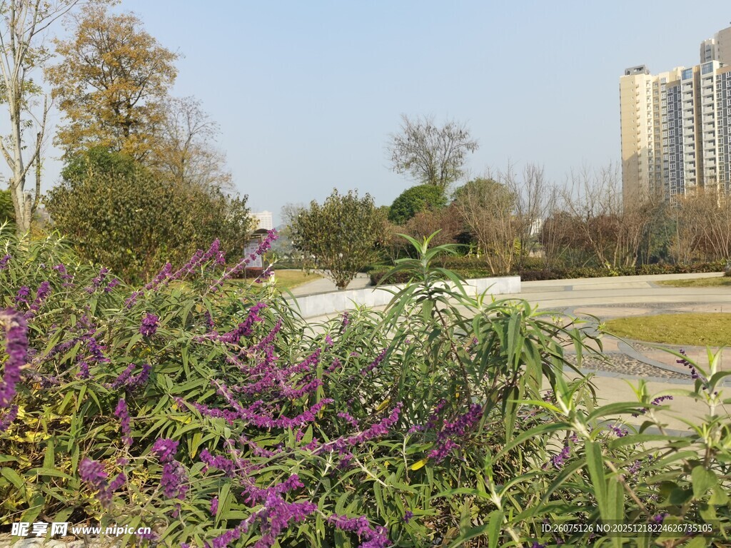 城市中盛开的多彩花卉景观