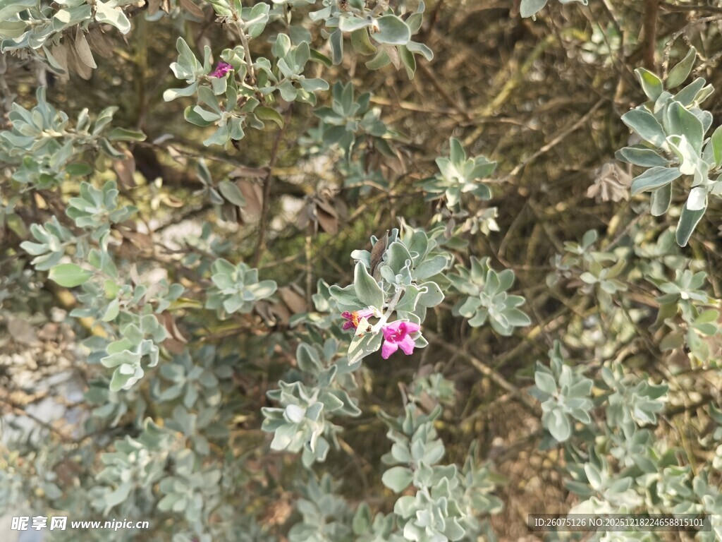 绿叶丛中的粉紫色小花