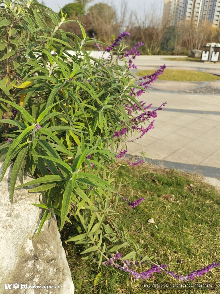 路边绽放的紫色美丽花卉