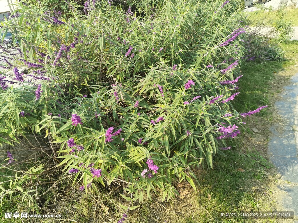 路边绽放的紫色美丽野花