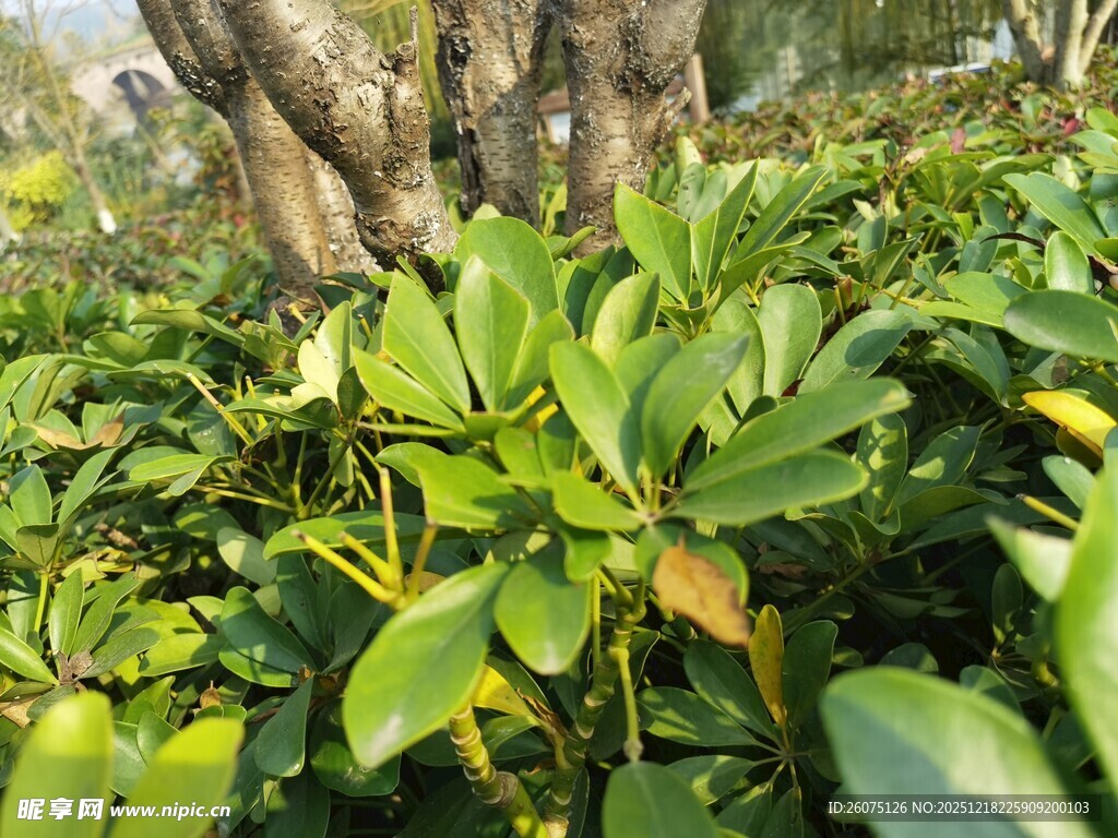 绿叶繁茂的植物景观