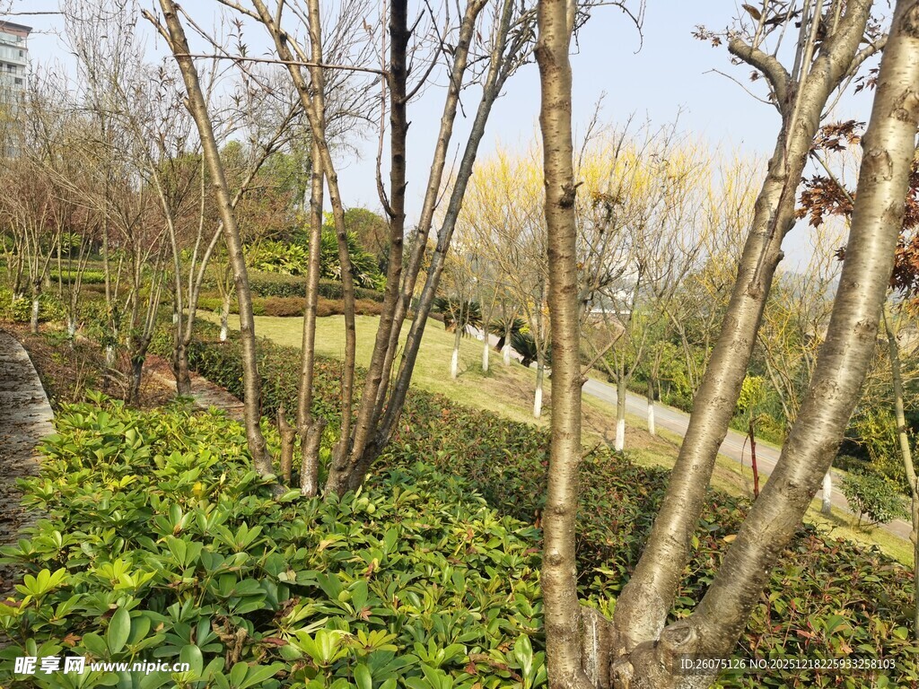 春日林间繁茂绿植景观