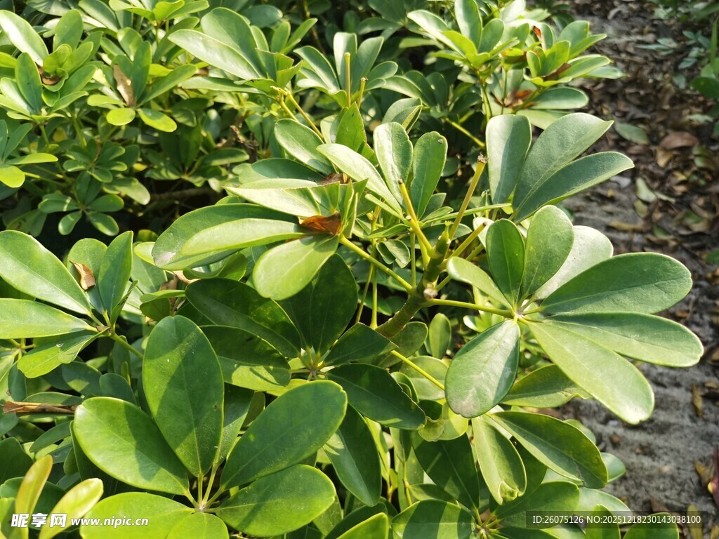 绿叶繁茂的绿植景观