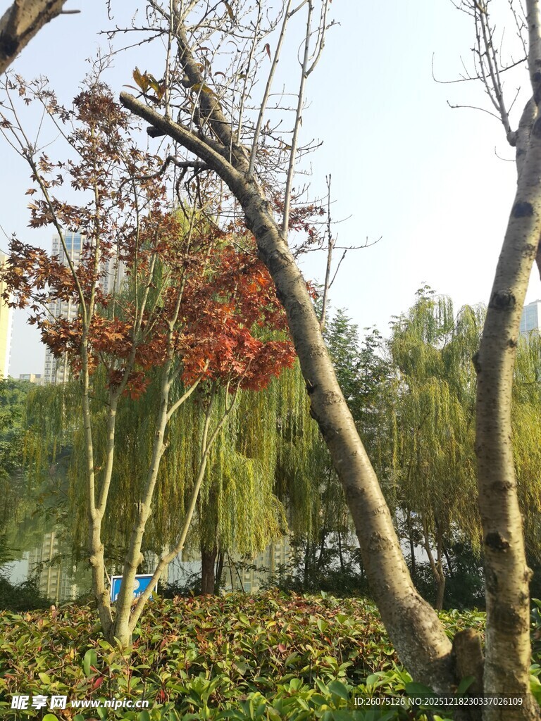 秋日园林树木景致