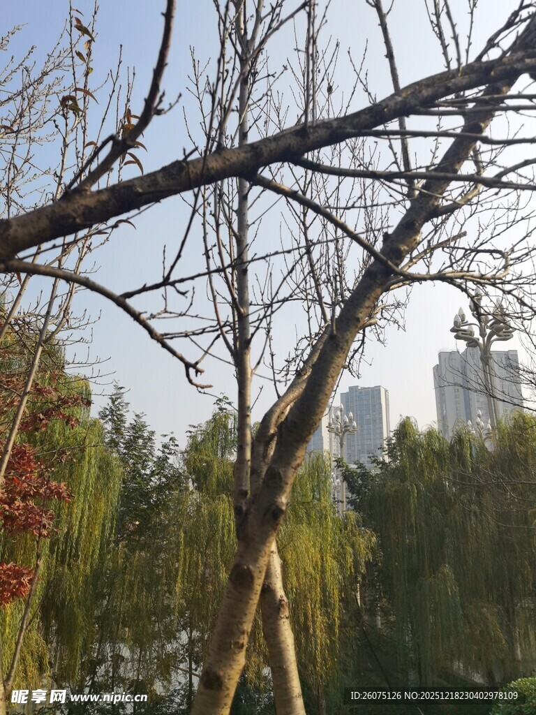 冬日枯树与远处城市景观