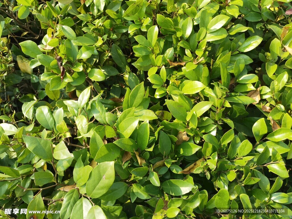 翠绿繁茂的植物叶片