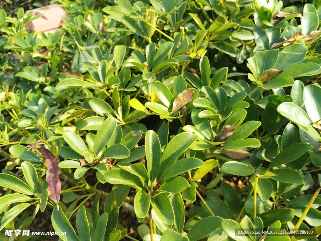 绿叶繁茂的植物景观