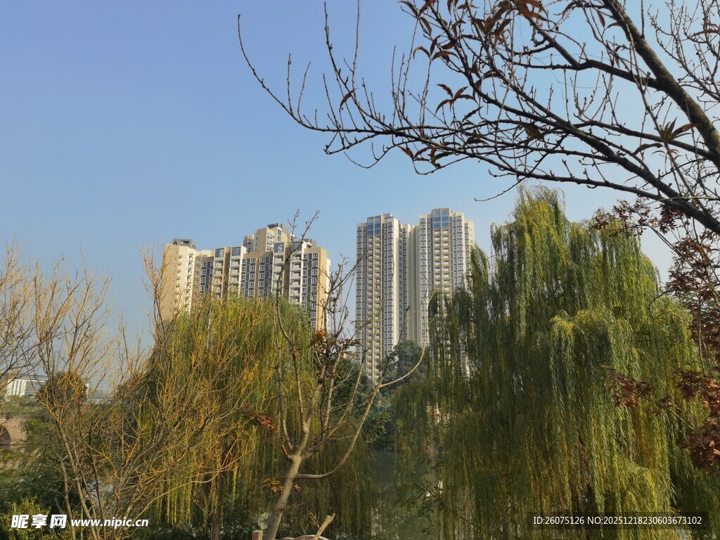 城市中树木与高楼景观