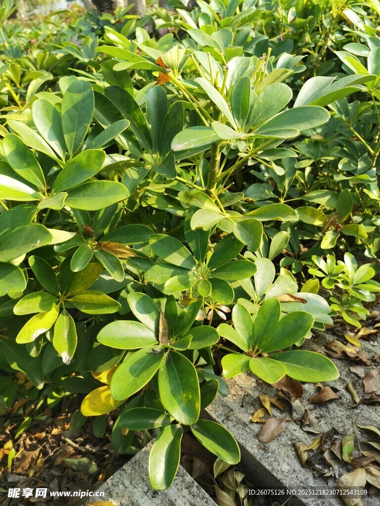 绿叶繁茂的植物景观