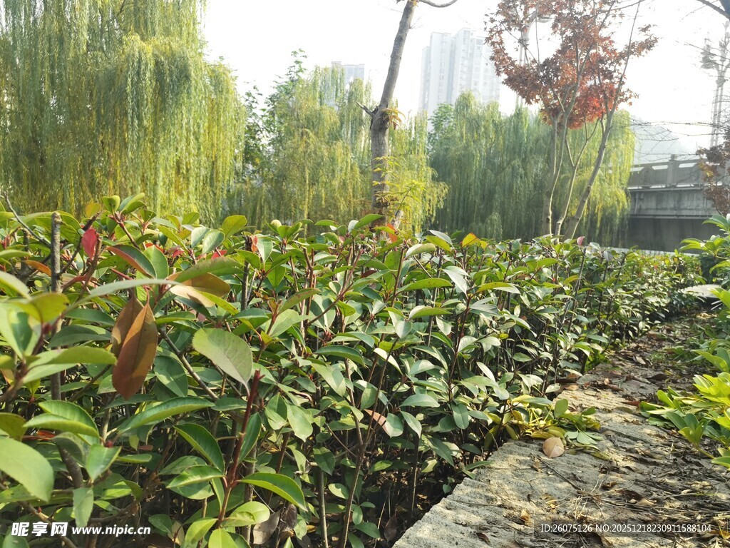 绿意盎然的园林植物景观