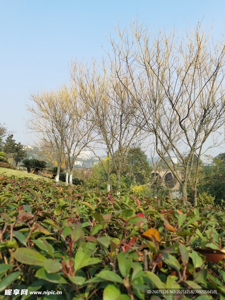 秋日多彩植物与光秃树木