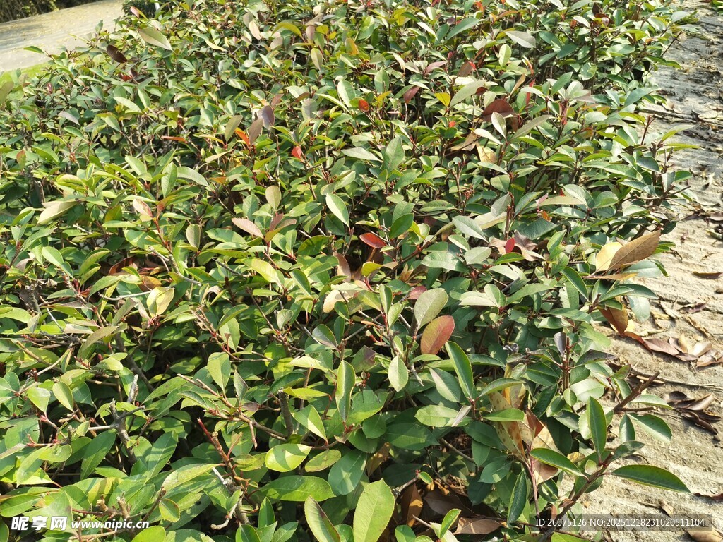 绿叶繁茂的植物景观