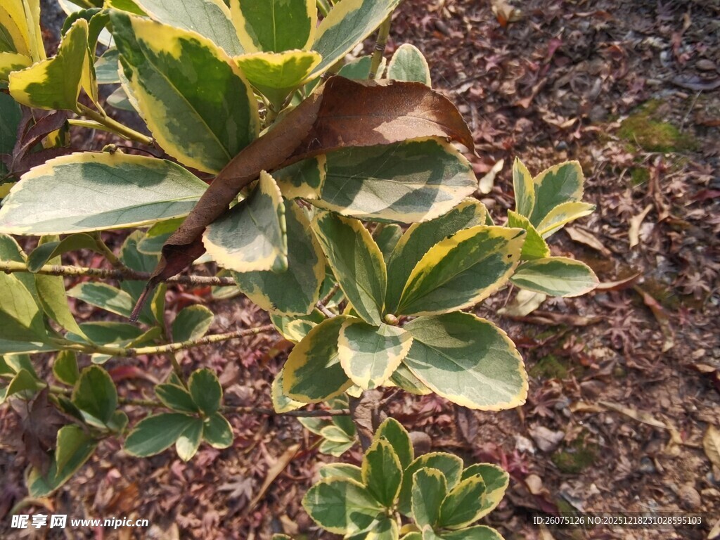 金边绿叶植物特写