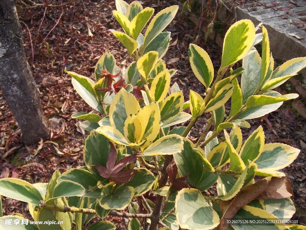 黄绿相间的多彩植物