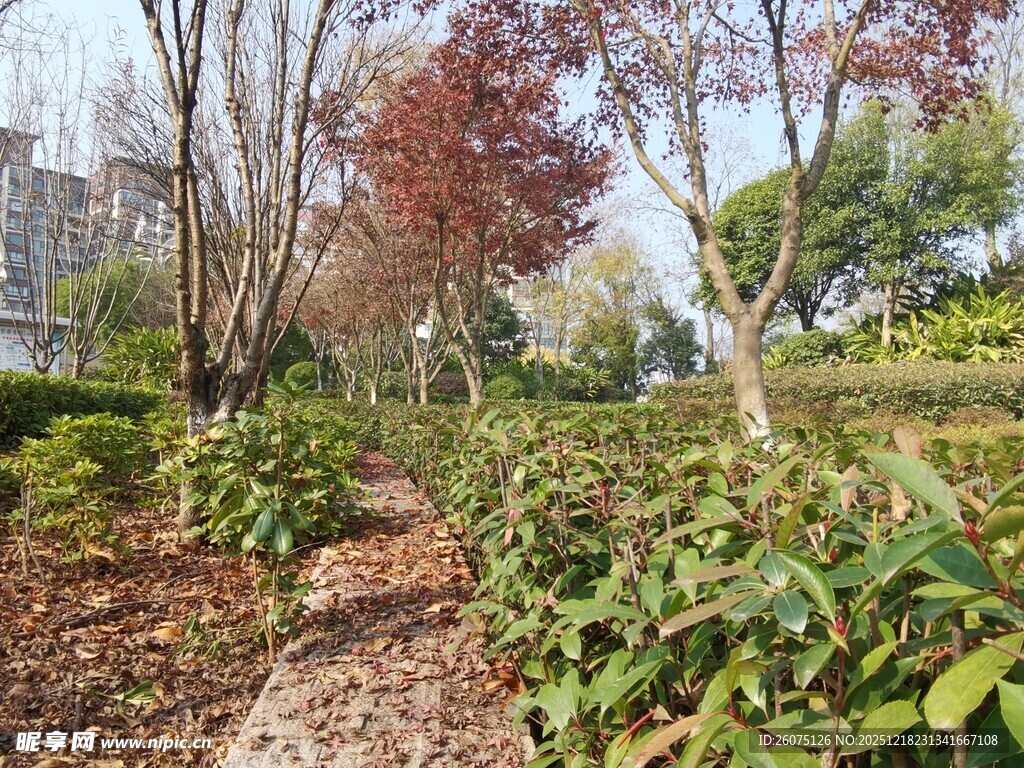 秋日公园林间绿植景观