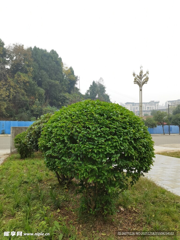 路边修剪整齐的绿色灌木