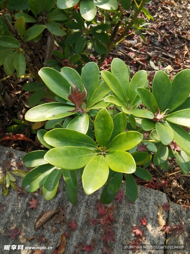 绿叶繁茂的绿植特写