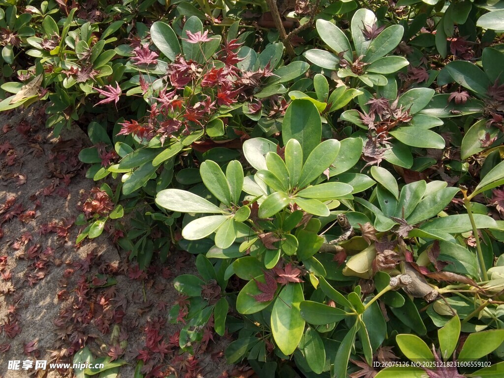 绿叶红果的植物景观