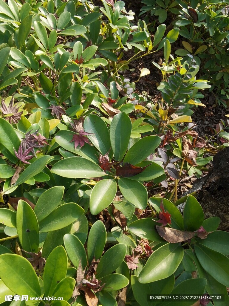 绿叶间的紫色小花