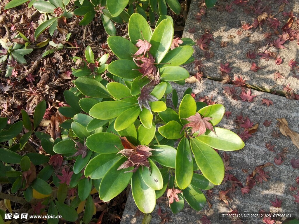 翠绿多肉植物特写