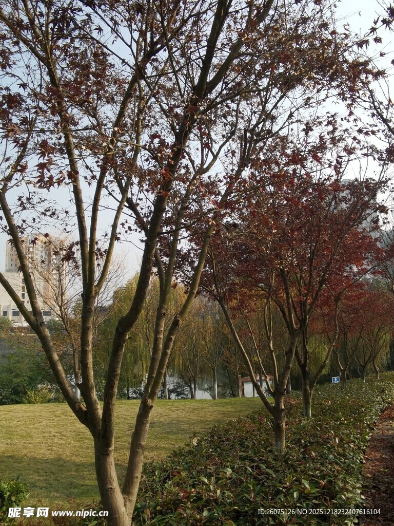 春日公园多彩树木景致