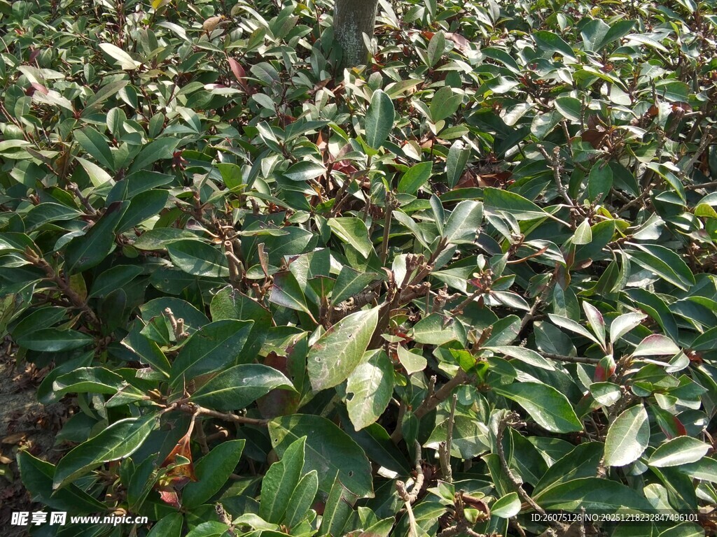 绿叶繁茂的植物景观