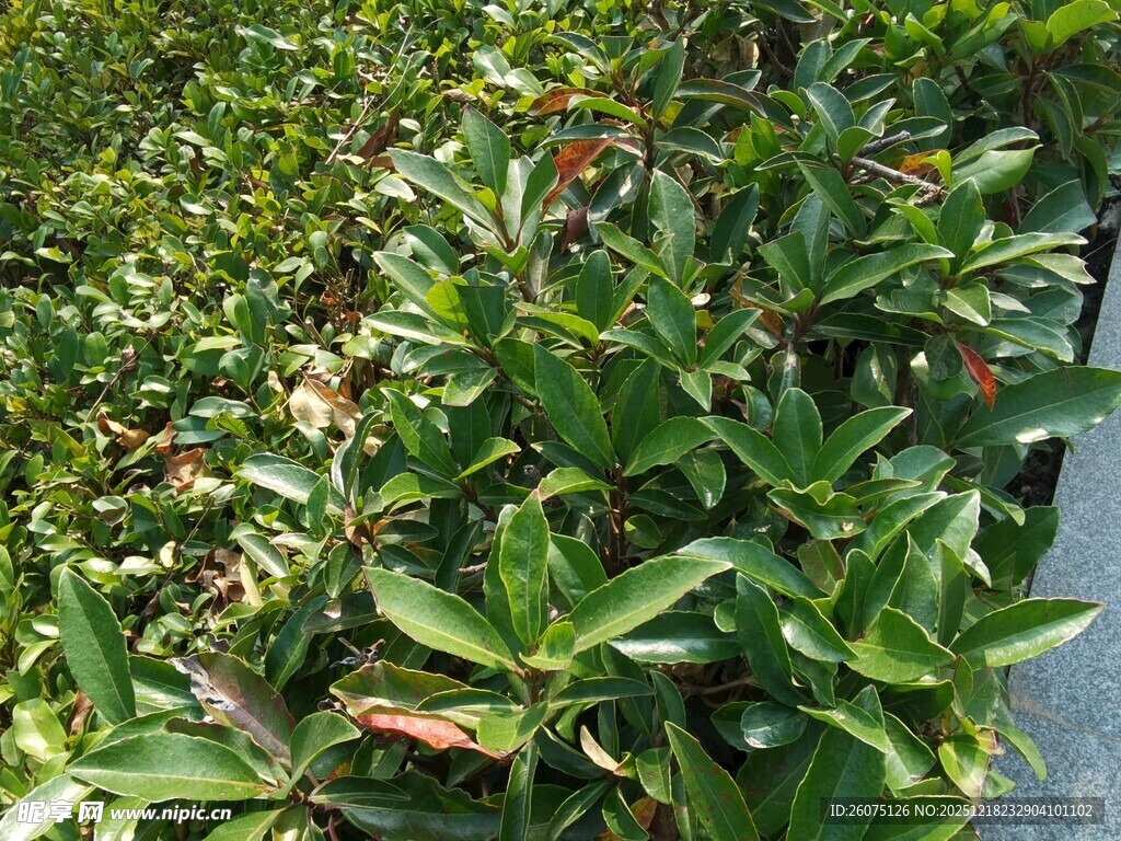 绿叶繁茂的植物景观